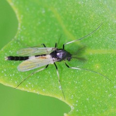 Cricotopus bicinctus