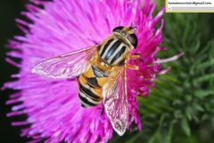 Helophilus continuus