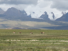 Equus kiang