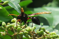 Delta pyriforme circinale