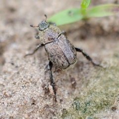 Hoplia graminicola