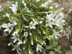 Eremogone edgeworthiana