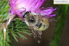 Bombus picipes
