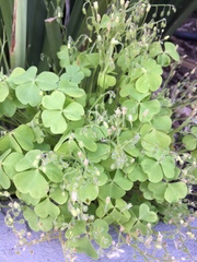 Oxalis laxa