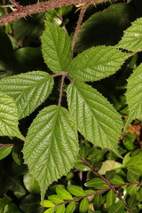 Rubus dasyphyllus