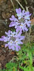 Iberis ciliata