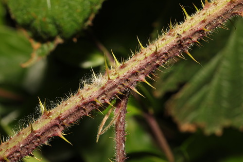 Image of Rubus dasyphyllus by no rights reserved