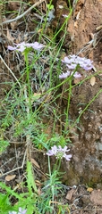 Iberis ciliata