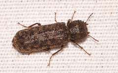 Lichenophanes bicornis