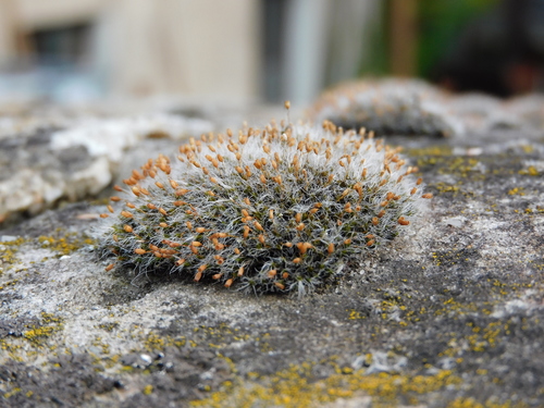 Grimmia pulvinata