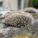 Grimmia pulvinata - Photo (c) Stefan Gey, alguns direitos reservados (CC BY-NC), uploaded by Stefan Gey