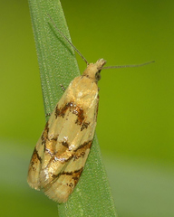 Phtheochroa vitellinana