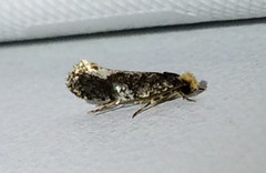 Monopis marginistrigella