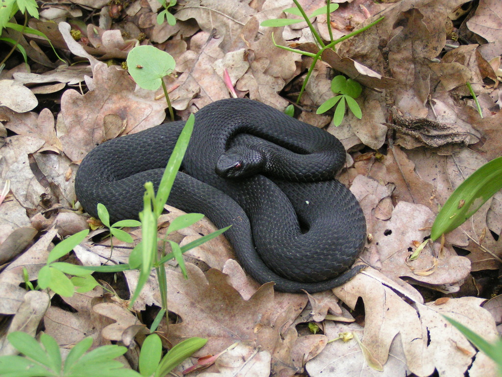 Adder