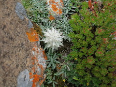 Saussurea glacialis