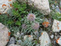 Saussurea simpsoniana