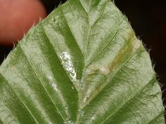 Stigmella hemargyrella