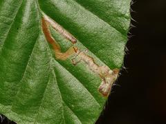 Stigmella hemargyrella