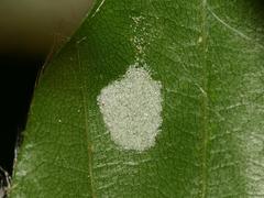Aceria nervisequa