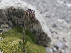 Silene uralensis uralensis