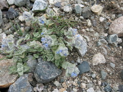 Nepeta longibracteata