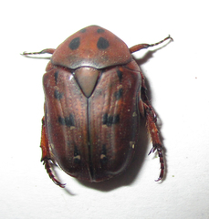 Tephraea leucomelona