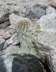 Saussurea simpsoniana