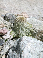 Saussurea simpsoniana