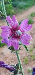 Malva olbia
