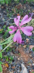 Malva olbia
