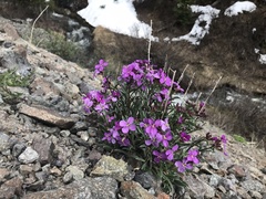 Aubrieta deltoidea