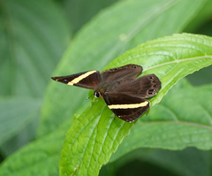 Abisara fylla