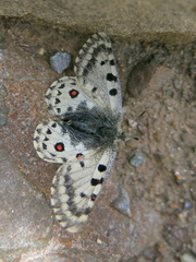 Parnassius epaphus