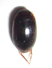 Dytiscoidea