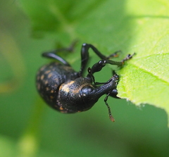 Liparus glabrirostris