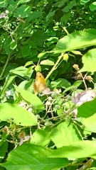 Maniola jurtina