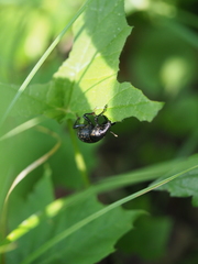 Liparus glabrirostris