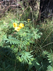 Senna barronfieldii