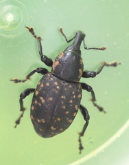 Liparus glabrirostris