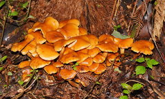 Pholiota malicola