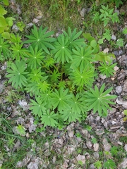 Lupinus polyphyllus