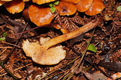 Pholiota malicola