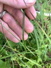 Carex hirsutella