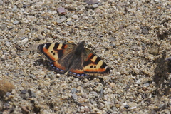 Aglais ladakensis