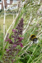 Bombus hortorum