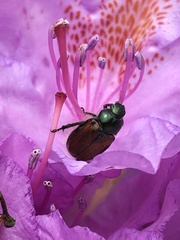 Phyllopertha horticola