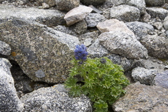 Delphinium brunonianum