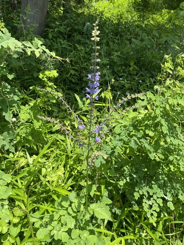 Salvia lutescens iNat (3)