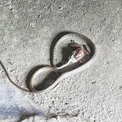 Dendrelaphis