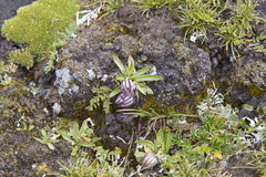 Silene uralensis uralensis